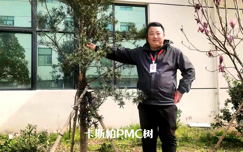 5卡斯帕PMC樹.jpg